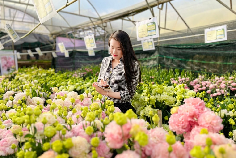 Giống hoa cát tường xoăn nhập khẩu từ Nhật Bản chứng tỏ sinh trưởng phù hợp, đạt giá trị kinh tế vượt trội