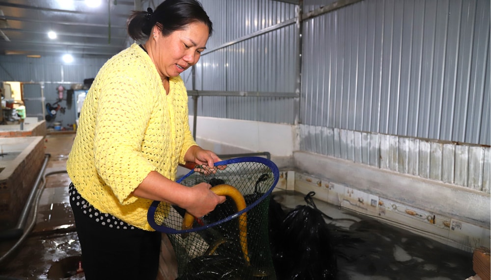 Sau 1 năm, gia đình bà Hòa thí điểm nuôi lươn không bùn, trung bình mỗi cá thể lươn đạt trọng lượng từ 0,3 - 0,4 kg