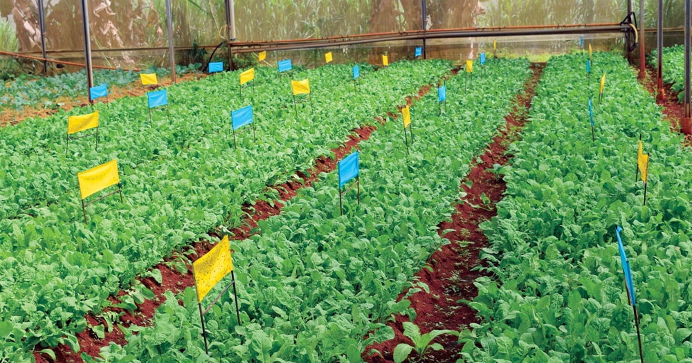 Giăng mắc bẫy có chất dính sinh học để dẫn dụ, tiêu diệt côn trùng gây hại