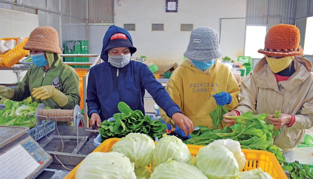 Mỗi ngày Trang trại Thiên Sinh sơ chế, đóng gói cung cấp cho thị trường trong nước khoảng 1 tấn rau, củ, quả hữu cơ các loại