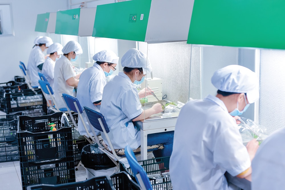 Lâm Đồng là địa phương đi đầu trong công nghệ nuôi cấy mô (invitro) sản xuất giống cây trồng phục vụ sản xuất