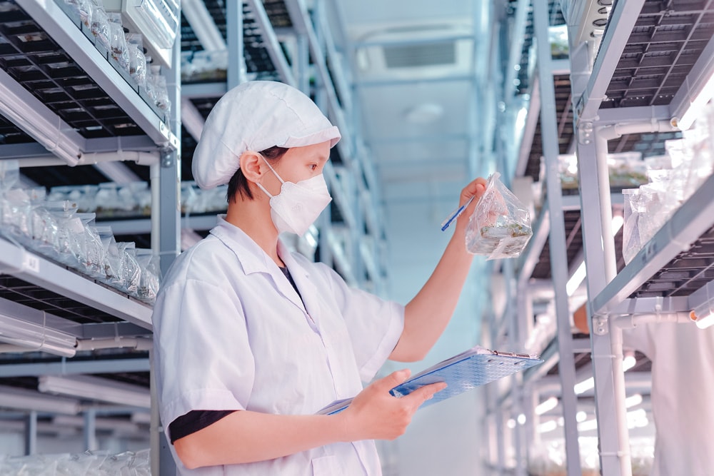 Hiện, có 22 cơ sở đã công bố tiêu chuẩn chất lượng giống cây trồng với sản lượng đạt trên 60 triệu cây giống mỗi năm