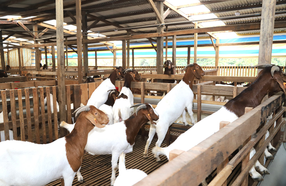 Đàn dê Boer được anh Chính gắn số để đảm bảo theo dõi khi phối giống tránh tình trạng dê con sinh ra bị cận huyết