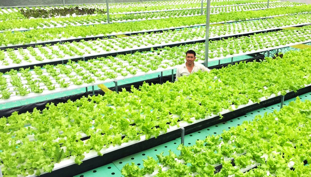 Trồng rau thủy canh công nghệ cao đang là hướng đi được nhiều nông dân tại TP Bảo Lộc lựa chọn đầu tư phát triển