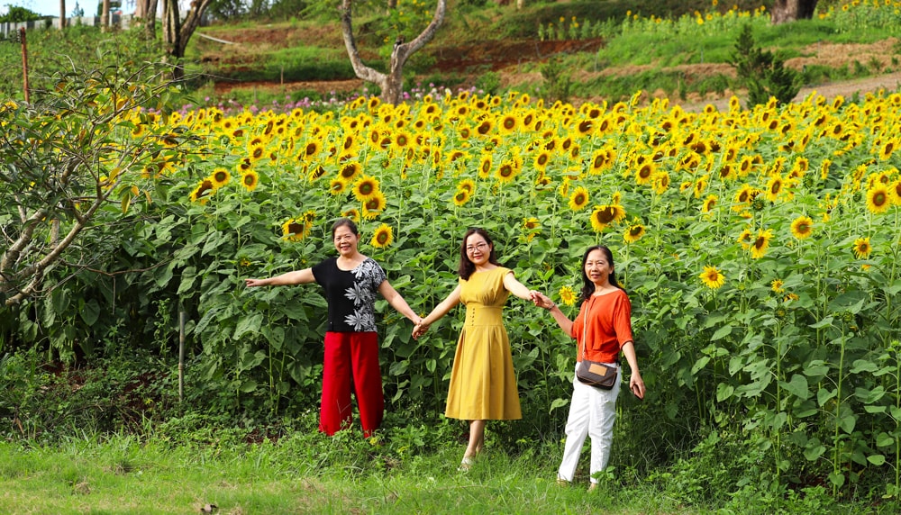 Người dân, du khách thích thú chụp hình cùng người thân, bạn bè bên đồi hoa hướng dương