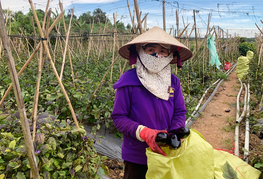 Thu hoạch cà tím Nhật