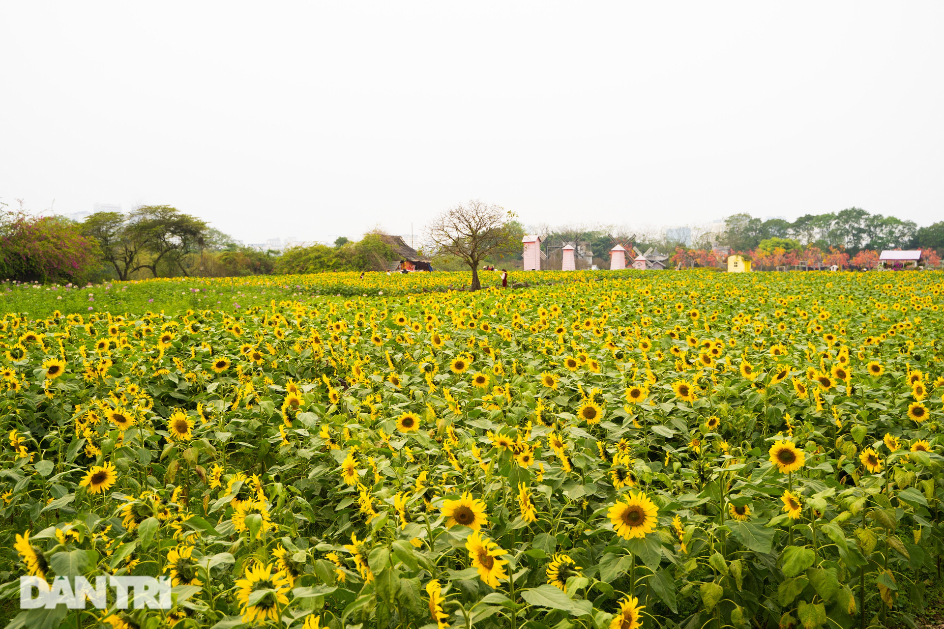 Rủ nhau sống ảo với vườn hoa hướng dương rộng 10.000 mét vuông ở Hà Nội - 8