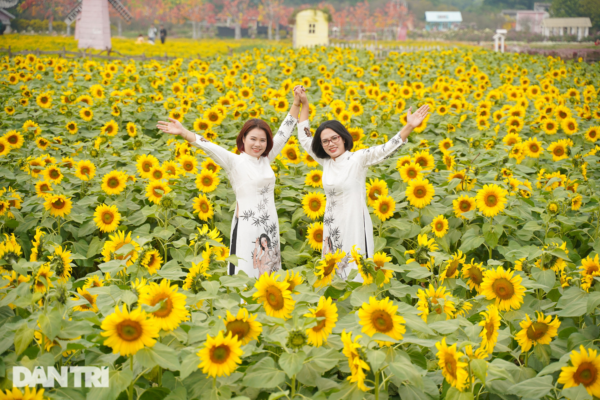 Rủ nhau sống ảo với vườn hoa hướng dương rộng 10.000 mét vuông ở Hà Nội - 7