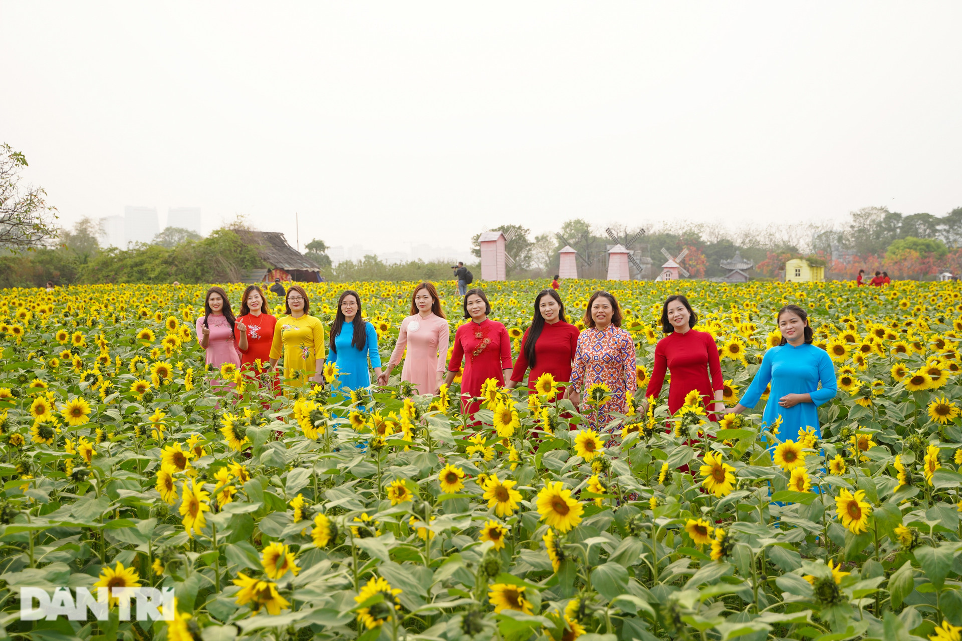Rủ nhau sống ảo với vườn hoa hướng dương rộng 10.000 mét vuông ở Hà Nội - 4