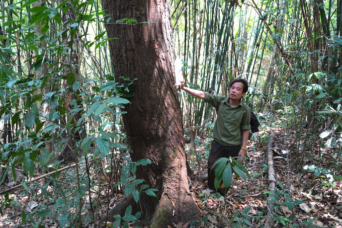 RPH Thác Mơ được coi là khu rừng bình yên nhất ở Đắk Nông. Ảnh: Hồng Thuỷ.