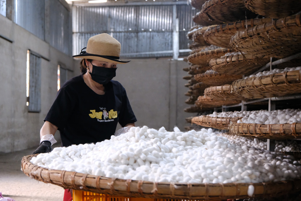 Chất lượng kén tằm Lâm Hà được đánh giá cao