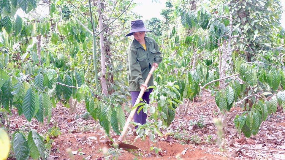 Chị Dương Thị Kiên (thôn Giang Cách, xã Đắk Drô) chăm sóc những cây dổi được Tổ chức ActionAid và đối tác AFV hỗ trợ. Ảnh: Trọng Tùng.