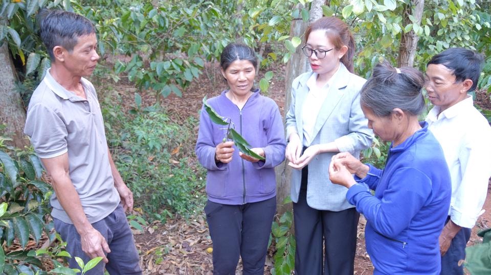 Lãnh đạo xã Đắk Drô cùng người dân trao đổi kinh nghiệm trồng và chăm sóc cây dổi.