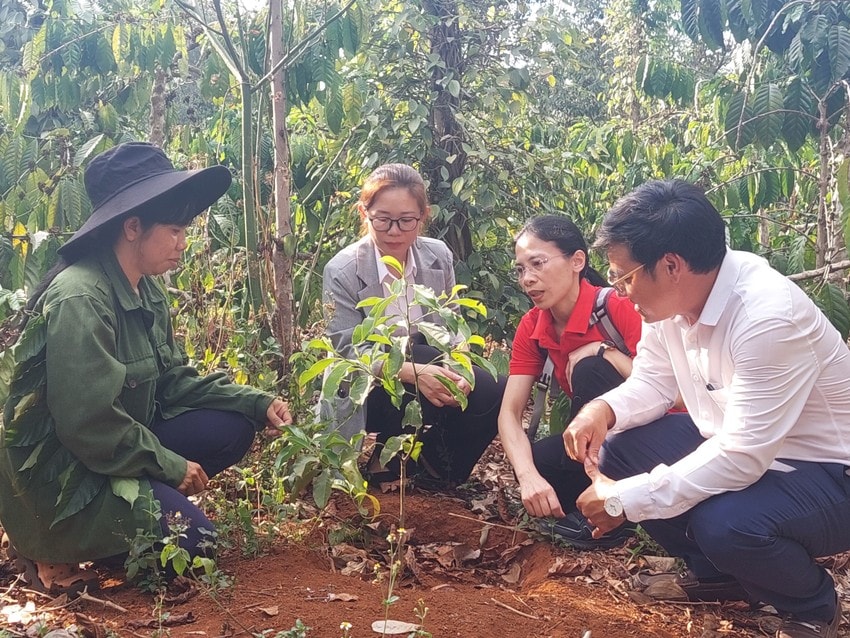 Giá dổi 600.000 đồng/kg, nhiều người hi vọng đổi đời ảnh 1