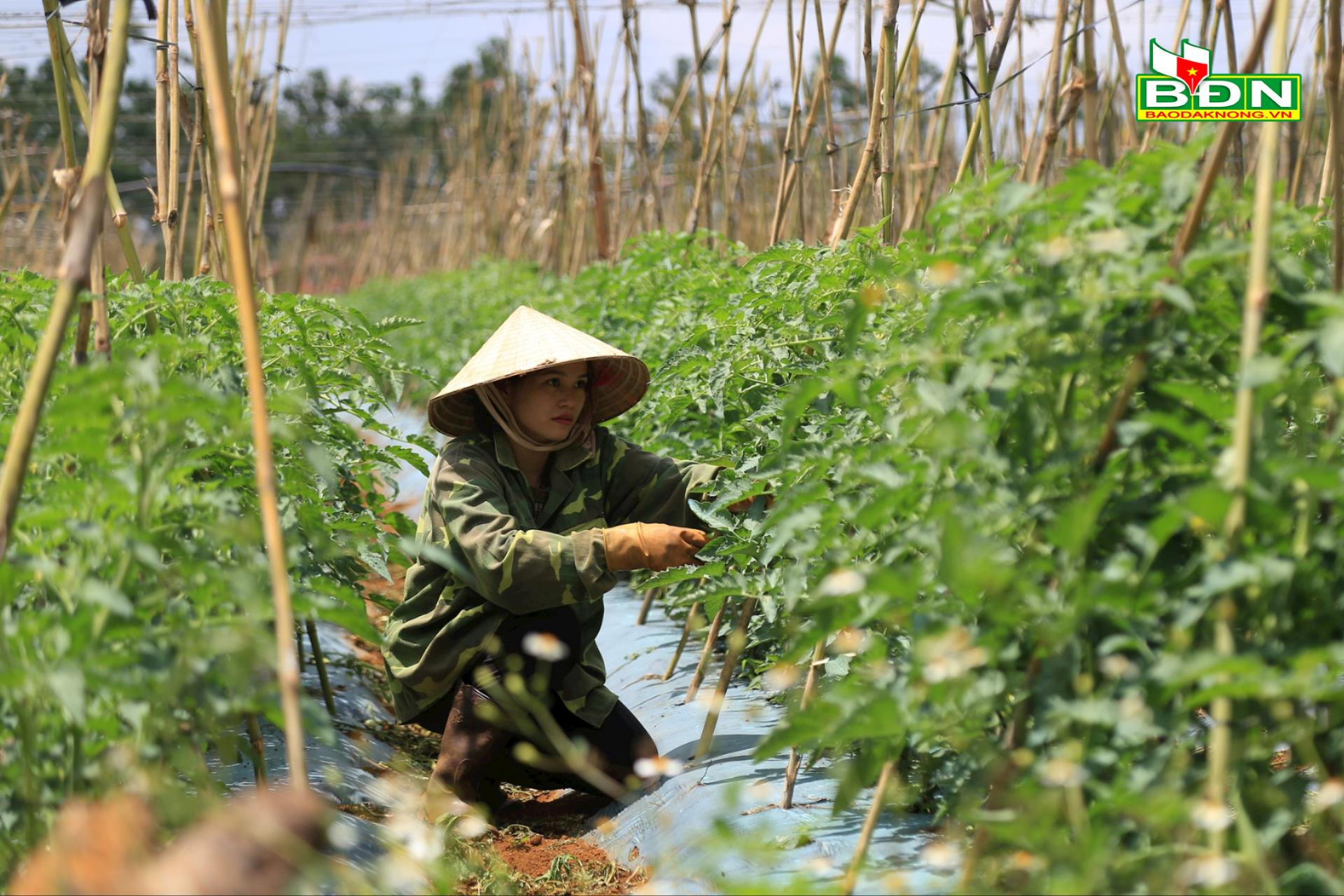 “Điểm sáng” liên kết sản xuất nông nghiệp ở Đắk Ha