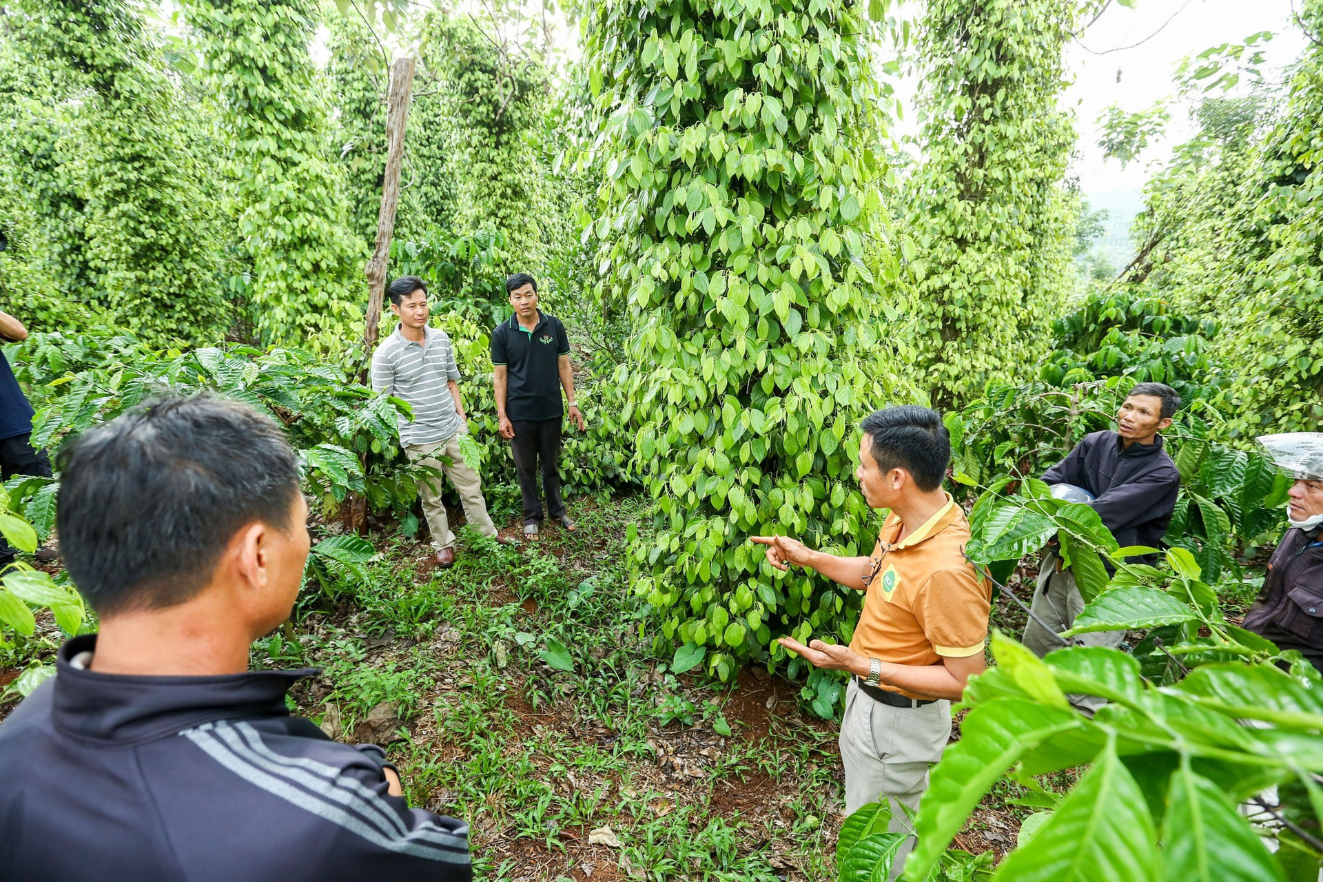 Bechamp Đắk Nông mang khát vọng nâng tầm nông sản hữu cơ Việt - Ảnh 3.