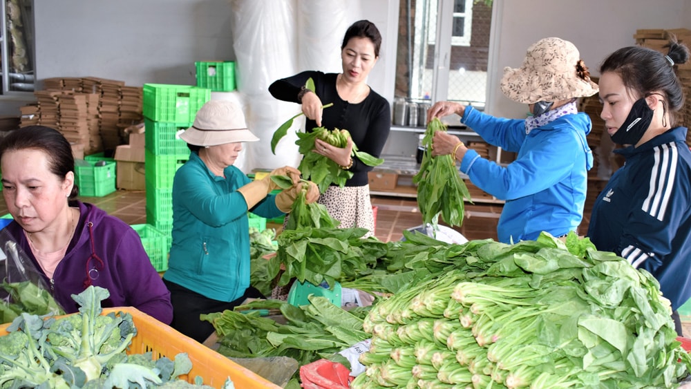 Hiện mỗi ngày, HTX Dịch vụ nông nghiệp tổng hợp Hiền Thi tiêu thụ 15 tấn rau, củ, quả của nông hộ liên kết đến hệ thống siêu thị và chợ đầu mối trong cả nước…