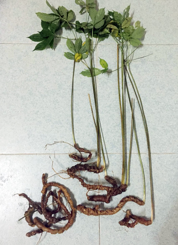 Loài Sâm Lang Biang tại tỉnh Lâm Đồng 