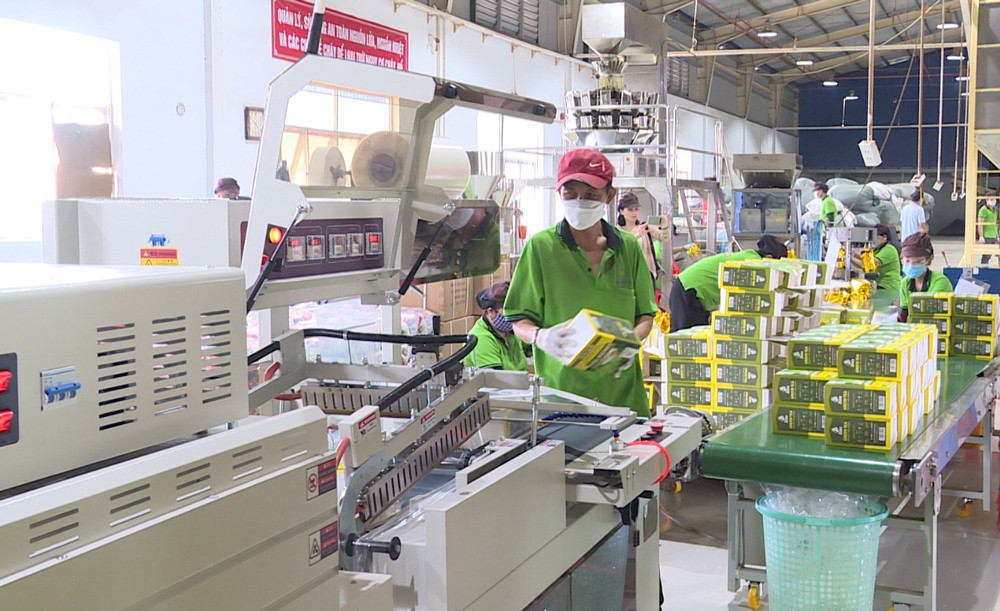 Sản xuất chè tại nhà máy của Công ty TNHH Trà Nai Vàng