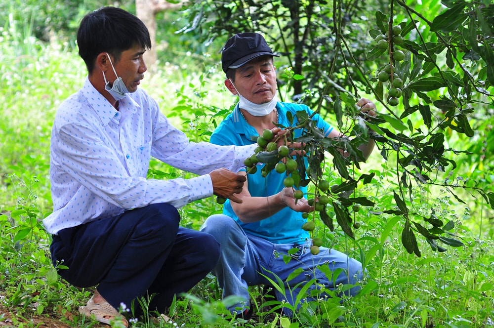 Nông dân Di Linh hăng hái thi đua lao động sản xuất giỏi