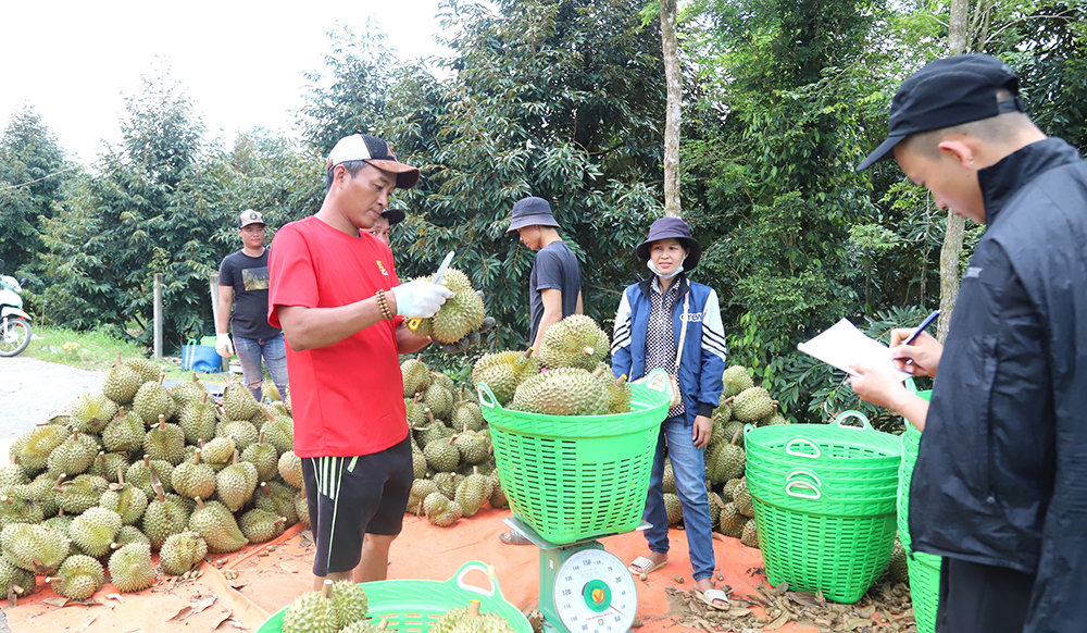 Người trồng sầu riêng phấn khởi khi vụ mùa năm nay vừa được mùa, lại được giá