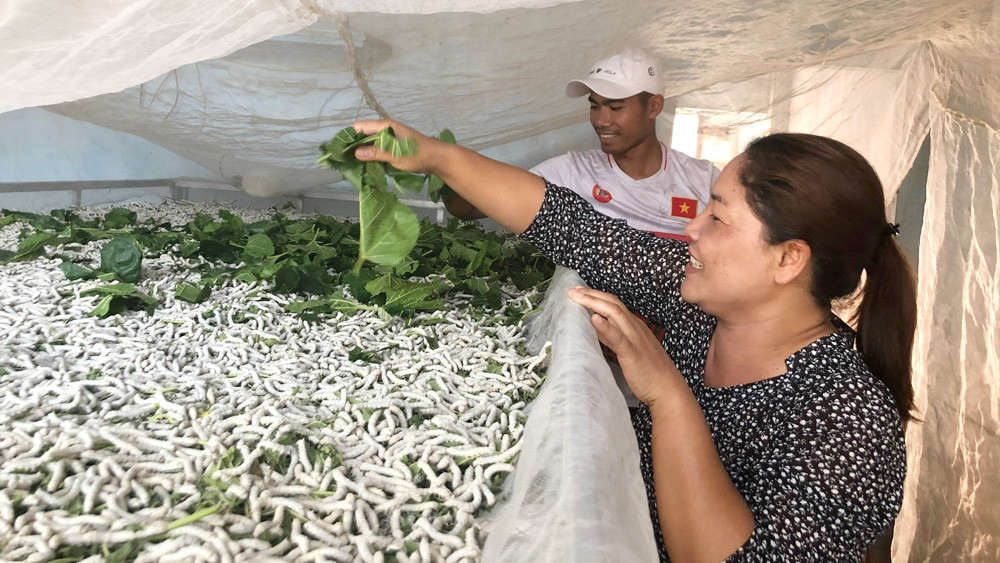 Trồng dâu, nuôi tằm giúp cho nông dân người DTTS có thu nhập ổn định