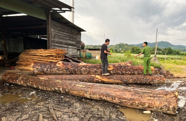 Khởi tố 4 bị can liên quan đến hàng chục khối gỗ trái phép trong xưởng cưa ảnh 1