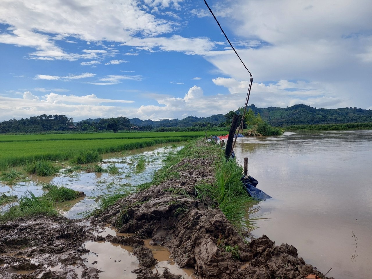 Bão lũ gây thiệt hại hơn 2.400 ha hoa màu ở Đắk Lắk - Ảnh 1.