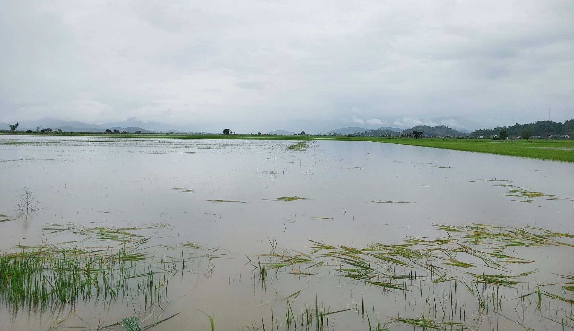 Hơn 2.200ha lúa của người dân Đắk Lắk bị ngập do mưa lớn kéo dài những ngày qua. Ảnh: Quang Yên.