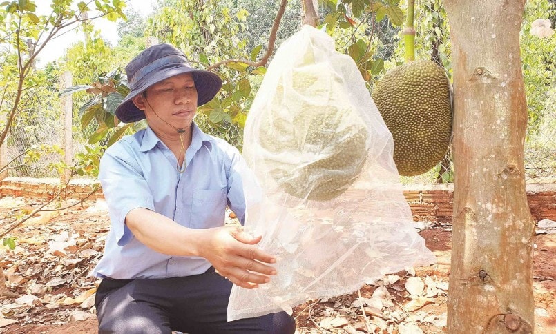 Anh Kpă Meo đã chuyển hướng sang trồng những cây ăn quá có giá trị kinh tế cao như mít, sầu riêng... thu lợi nhuận nửa tỷ đồng mỗi năm.