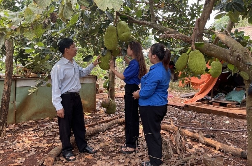 Các đoàn viên thanh niên trong xã tới thăm và học hỏi kinh nghiệm trồng mít thái của anh Kpă Meo.