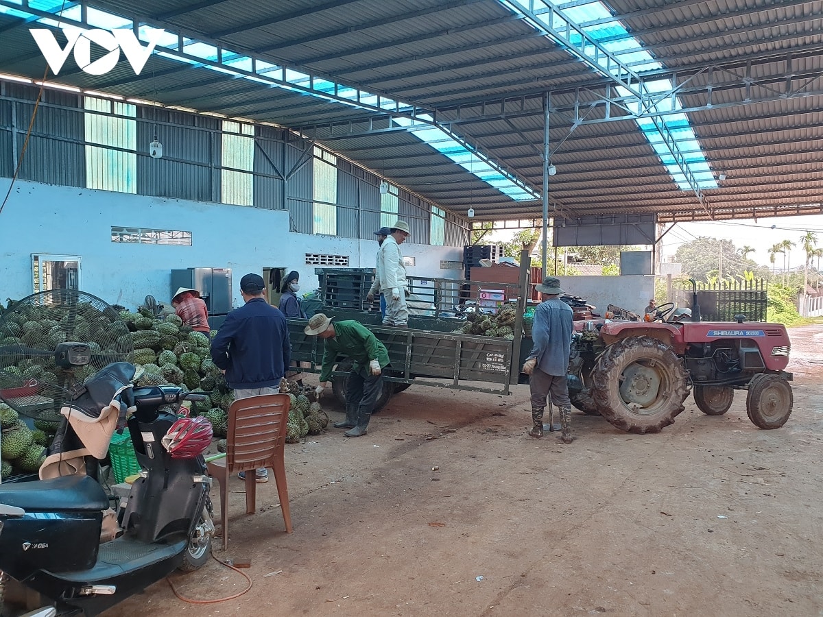 Dak lak mua vang den cung gian nan mua gio hinh anh 1