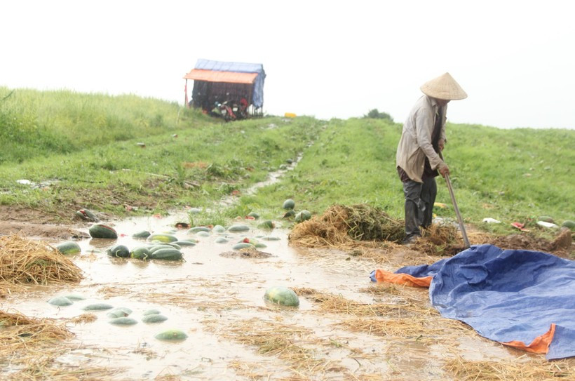 Dân nghèo Gia Lai xót xa nhìn dưa hấu chìm trong ‘biển’ nước ảnh 2