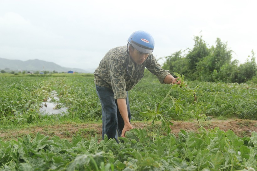 Dân nghèo Gia Lai xót xa nhìn dưa hấu chìm trong ‘biển’ nước ảnh 4