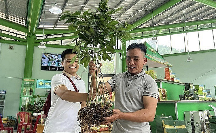 Anh Đinh Hồng Thắng (bên phải) bán cây sâm Ngọc Linh này với giá 868 triệu đồng. (Ảnh: Nguyễn Thương).