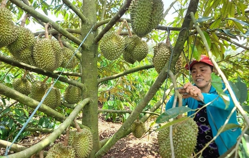 Sầu riêng giá cao kỷ lục, thương lái tới tận vườn đặt cọc chốt lúc trái non, điều gì sẽ sảy ra khi bị 'làm giá'?