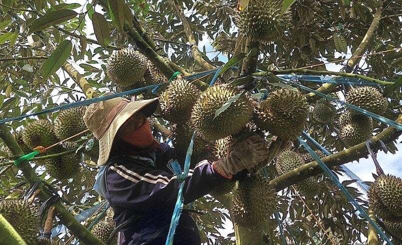 Chưa khi nào giá sầu riêng ở Đăk Lawk lại biến động như hiện nay, dù thương lái chốt cả vườn non với giá cao nhưng nhà vườn vẫn lo lắng.