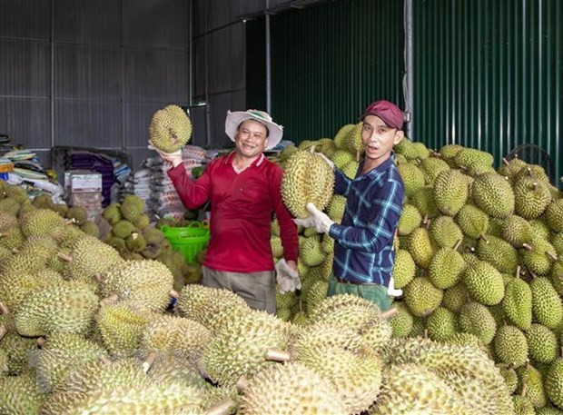 Giá sầu riêng lên cơn sốt ở Đắk Lắk, quản lý chặt hoạt động thu mua và tiêu thụ - Ảnh 2.