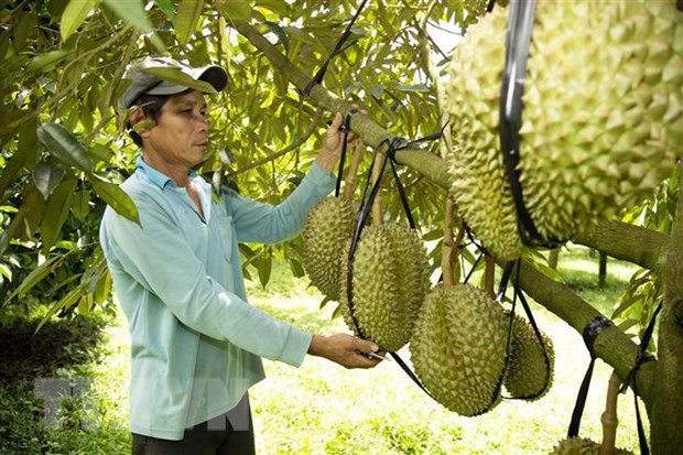 Giá sầu riêng lên cơn sốt ở Đắk Lắk, quản lý chặt hoạt động thu mua và tiêu thụ - Ảnh 1.