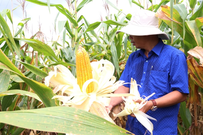 Giống ngô lai TM181 đến thời điểm thu hoạch nhưng lá và thân vẫn còn xanh tốt. Ảnh: Quang Yên.