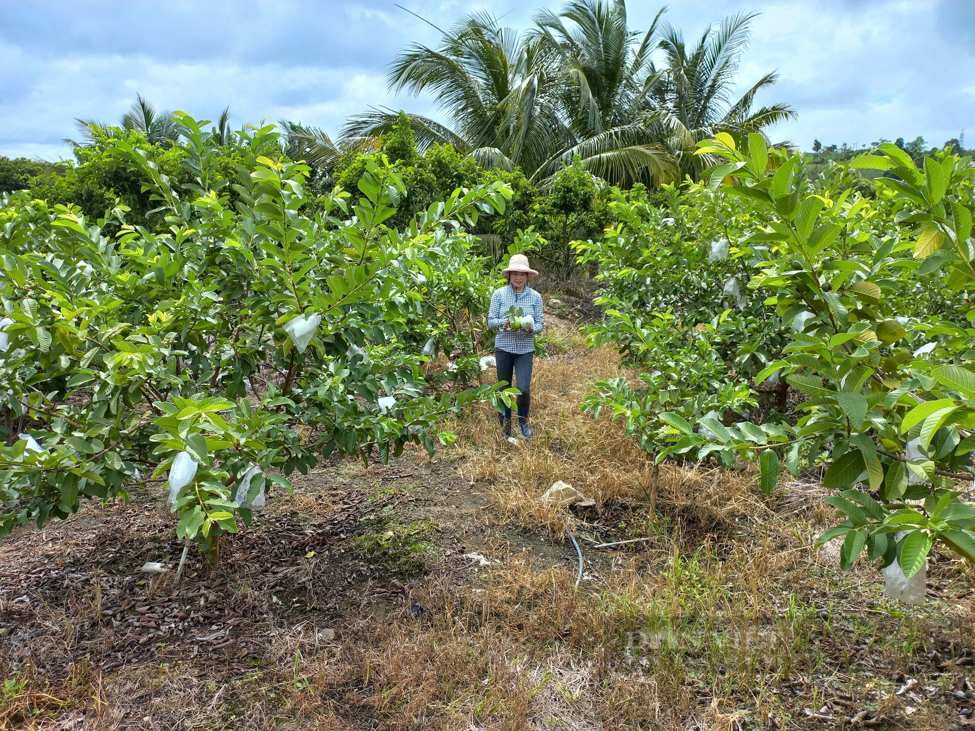 Thu tiền tỷ từ trồng cây ăn trái, nữ nông dân ở Gia Lai được công nhận 