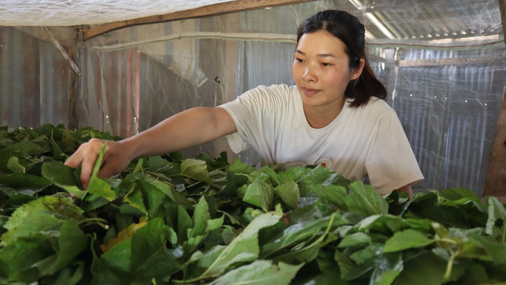 Chị Triệu Thị Khoe dần cải thiện cuộc sống gia đình nhờ đầu tư phát triển trồng dâu, nuôi tằm