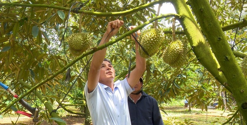 Giá sầu riêng tăng cao, nhà vườn ở 