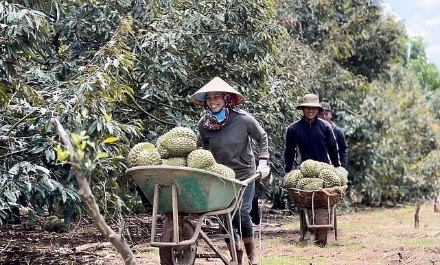 Nông dân Cư M'gar vui mừng vì sầu riêng năm nay đã được mùa, giá tốt, lại được chứng nhận thương hiệu.