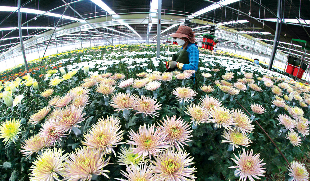 Đà Lạt là địa phương sản xuất hoa chủ lực của tỉnh, chiếm trên 67% diện tích và 75% sản lượng