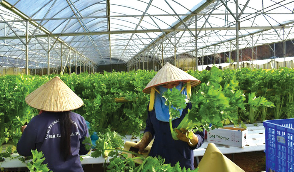 Rau công nghệ cao ở vùng nông thôn mới huyện Lạc Dương