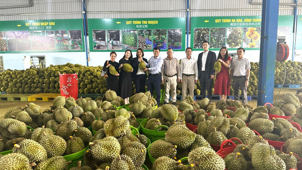 Đoàn Hiệp hội Doanh nghiệp Việt Nam tại Nhật Bản tham quan doanh nghiệp sầu riêng Long Thủy (xã Lộc An)