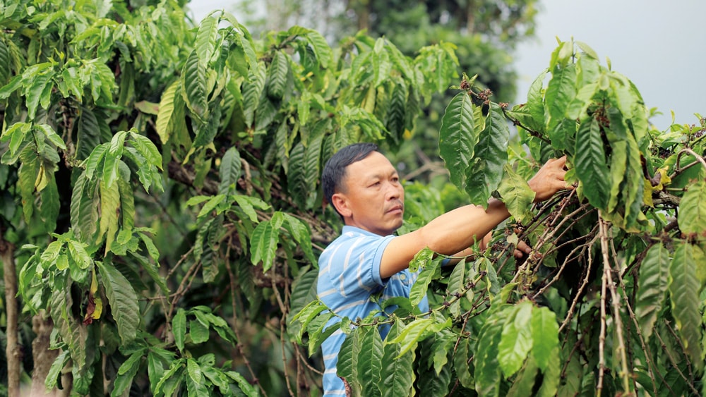 Vườn cà phê hữu cơ của gia đình ông Trần Mai Bình