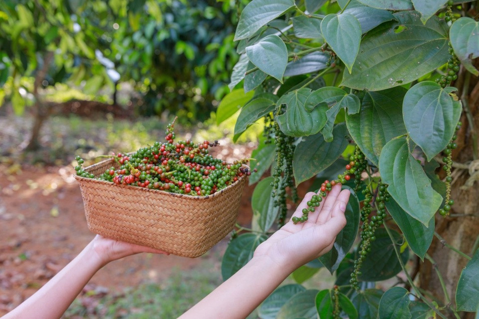 Giá tiêu hôm nay 11/9: Khơi thông dòng vốn để giá tiêu tăng trở lại 