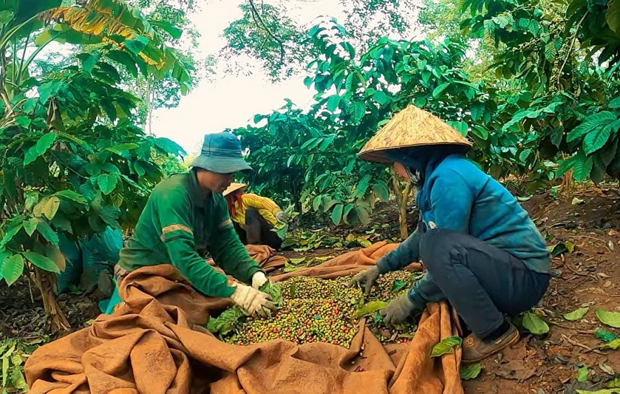 Ngày 12/9: Giá cà phê tăng, hồ tiêu ổn định, cao su giảm